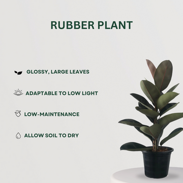 Happiness-themed plant combo